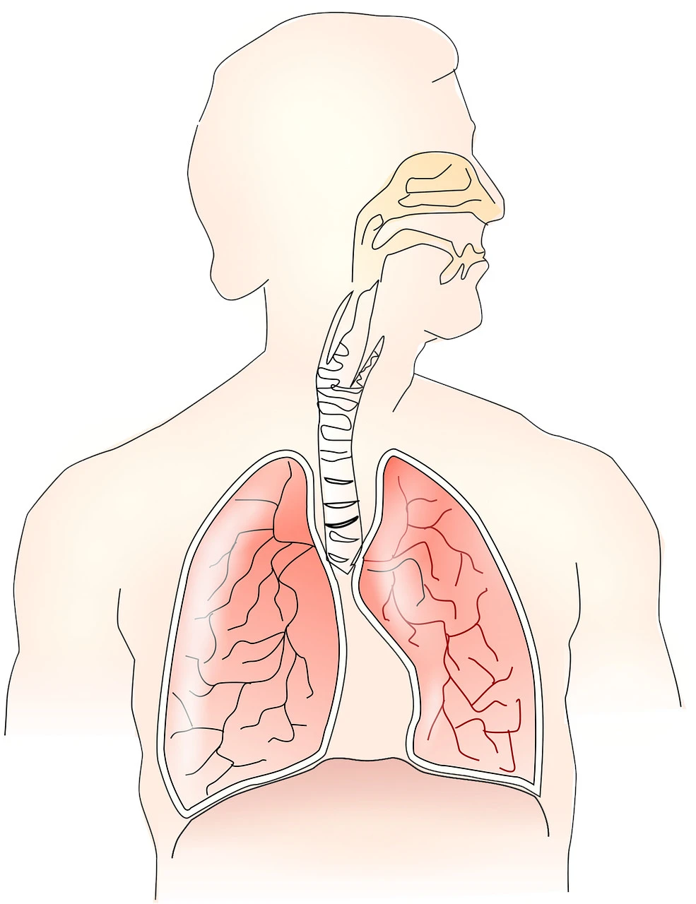 Acupuncture for Asthma and the Respiratory System
