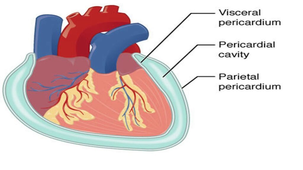 anatomy drawing of chambers of the heart