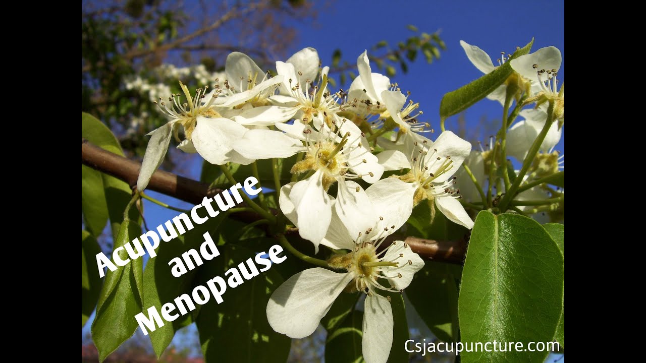 Navigating Menopause with Acupuncture