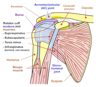 acupuncture for shoulder pain anatomy