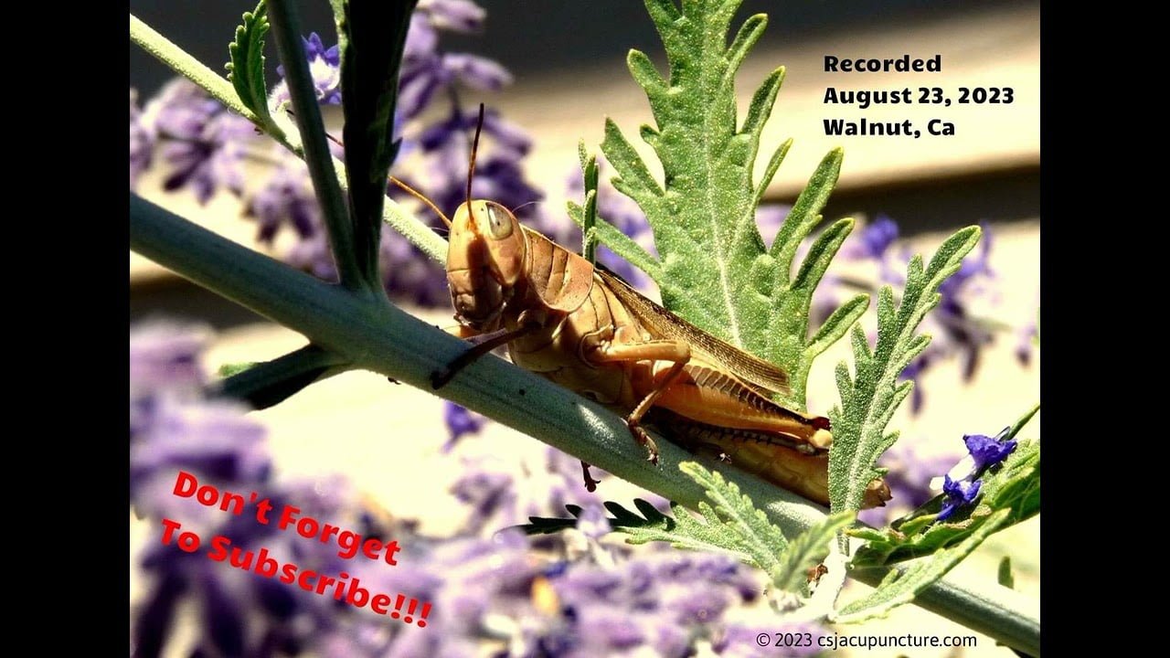 Nature Sounds Night Time Crickets in Walnut California Tranquil Ambient Sounds