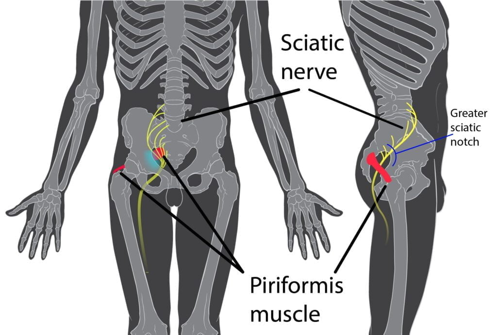 Skeleton Anatomy showing sciatic nerve, piriformis muscle
