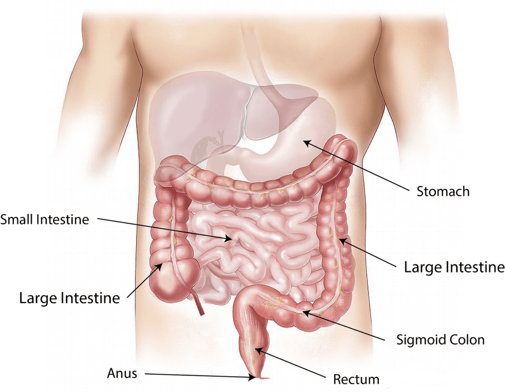 Picture anatomy of the intestines