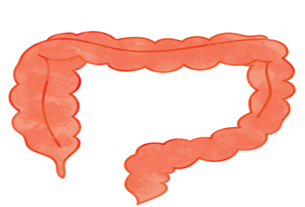 Color drawing of Large Intestines