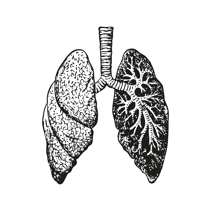 Human Anatomy: Picture of the Lungs.