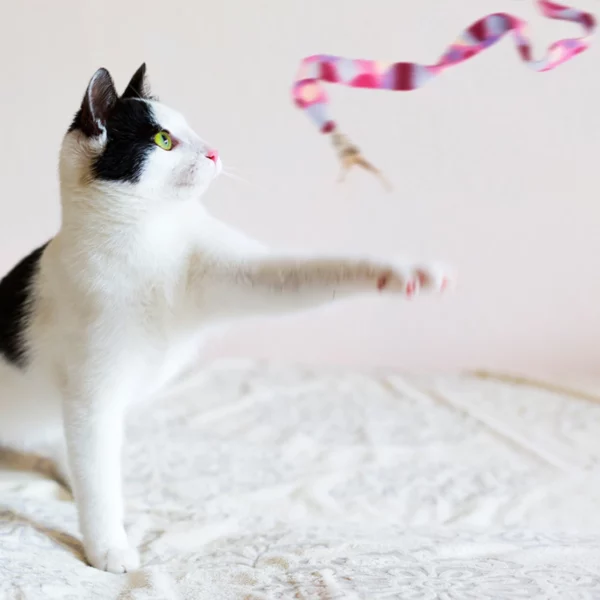 Interactive Teaser Wand Cat Toy with Feather4