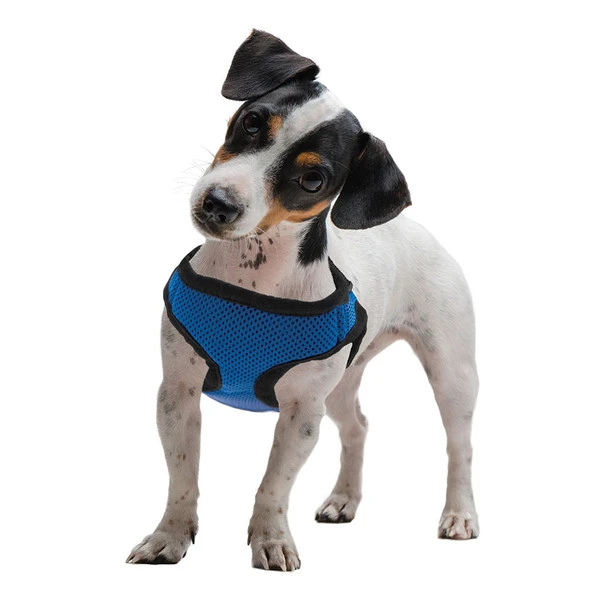 Small Blue SoftnSafe Dog Harness