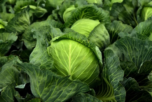 cabbage budget nutritious vegetables