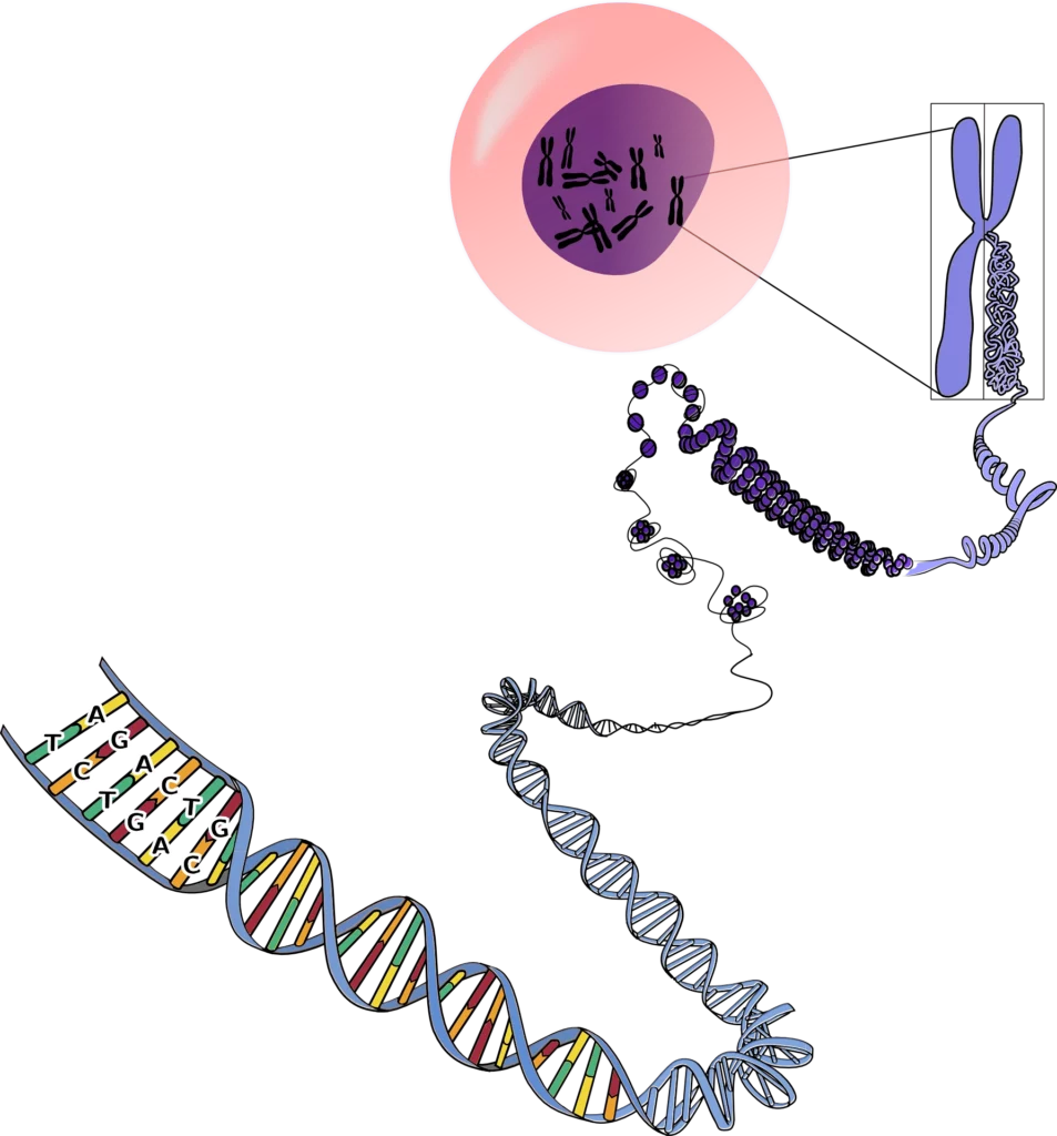 genetics science chromosome