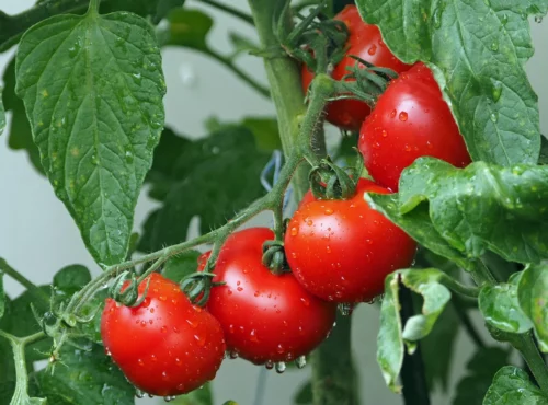 tomatoes budget nutritious veggies