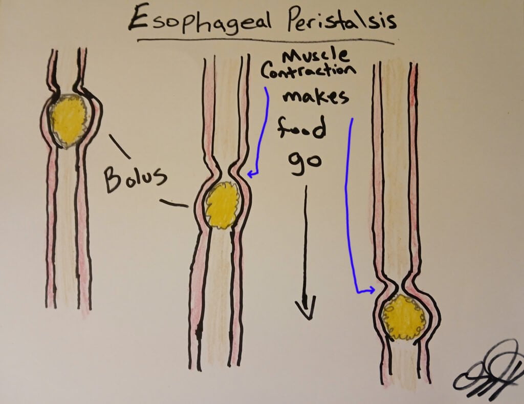 A bolus traveling down the digestive tract