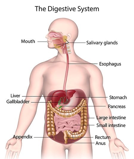 The Digestive System 450x531