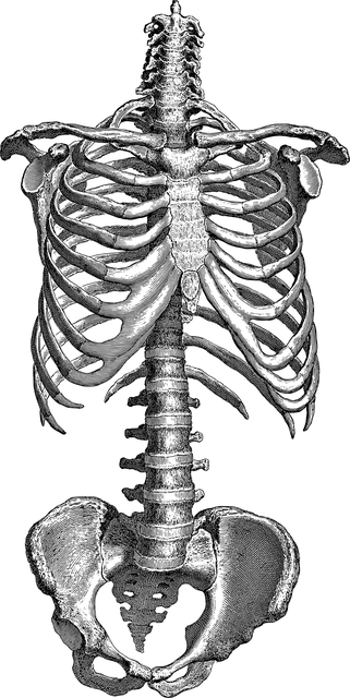 anatomy picture of torso