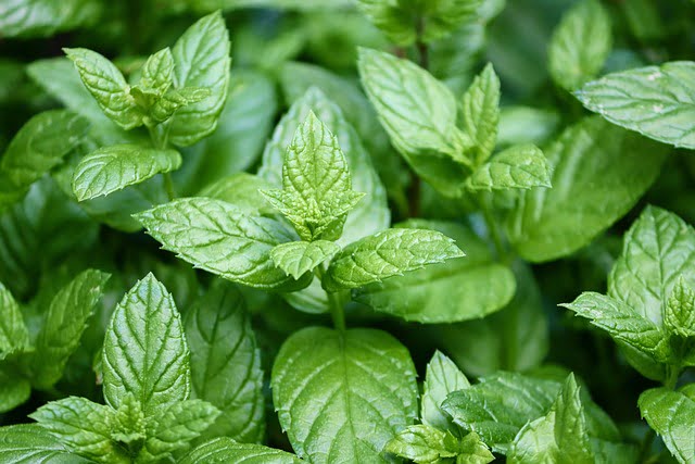 peppermint - essential oils for cleaning