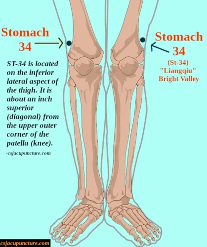 st 34 stomach 34 point location