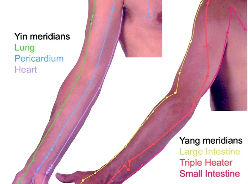 A arm with acupuncture meridians