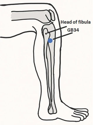 gb34 anatomy located