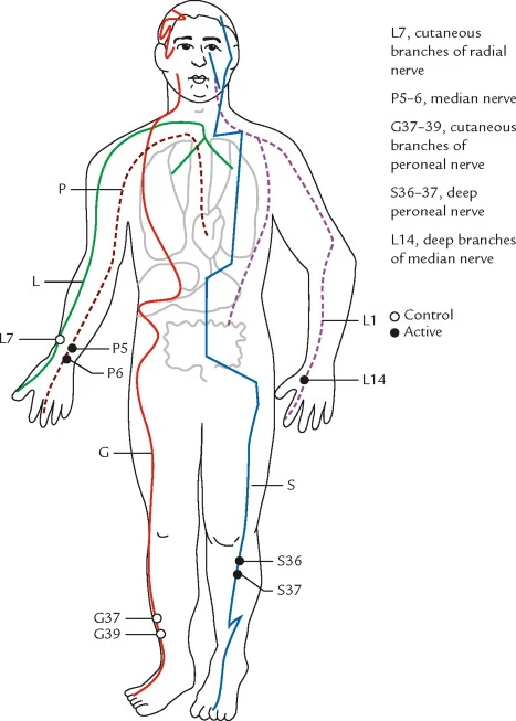 a picture showing what are acupuncture meridians