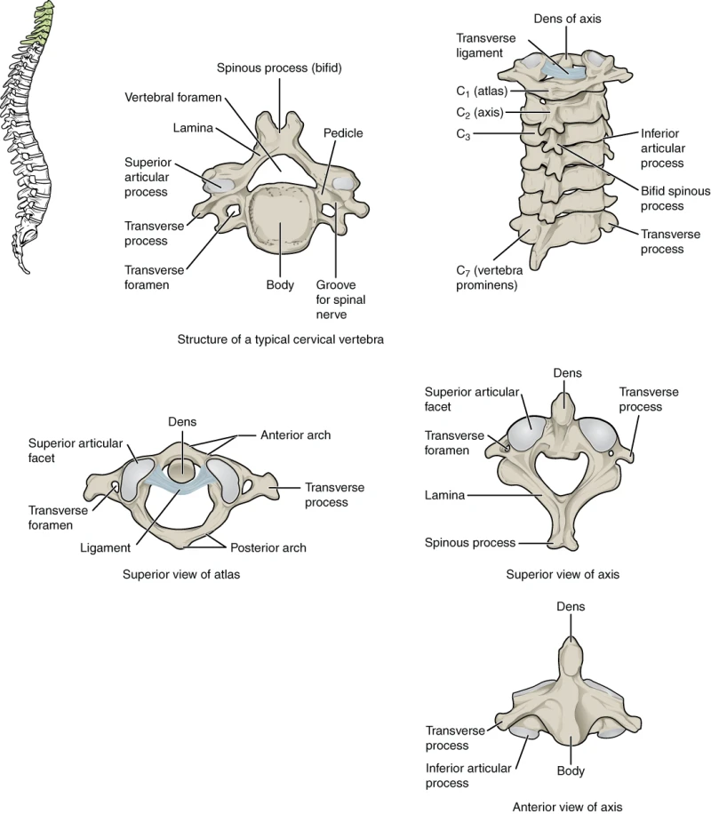 cervical anatomy c1  - c7