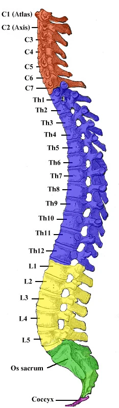 cervical neck anatomy