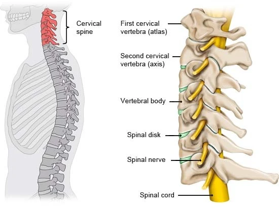 nerves cervical spine