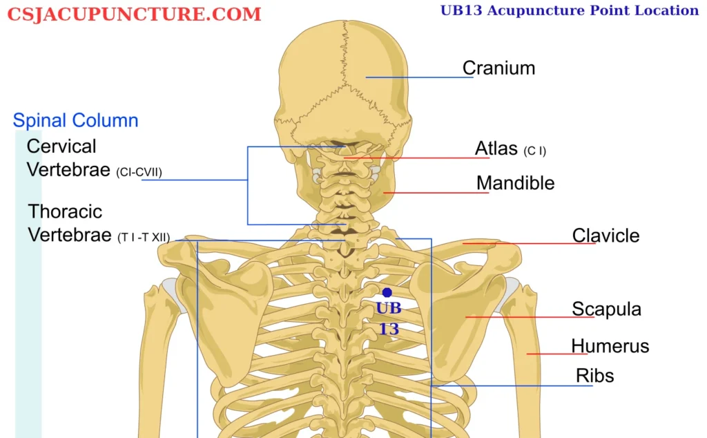 ub13 acupuncture point location