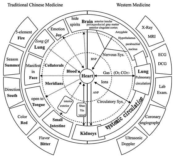 Heart in TCM (Traditional Chinese Medicine)