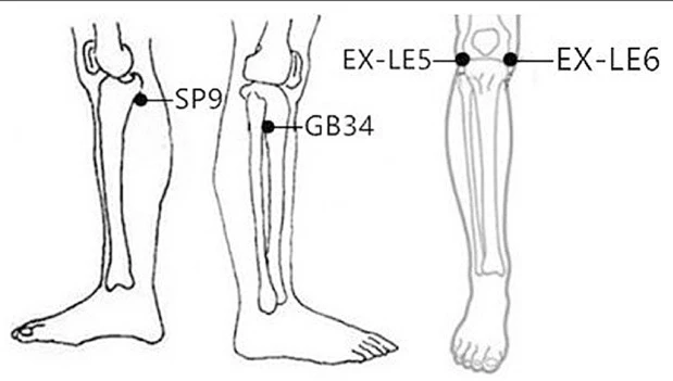 spleen 9 point location