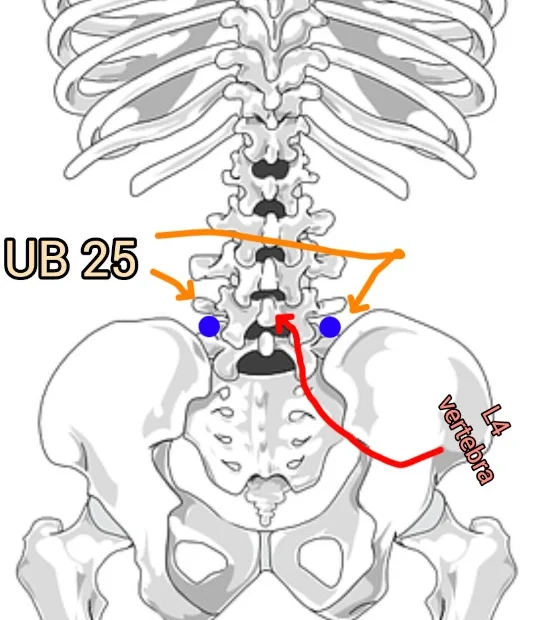 UB 25 acupoint location