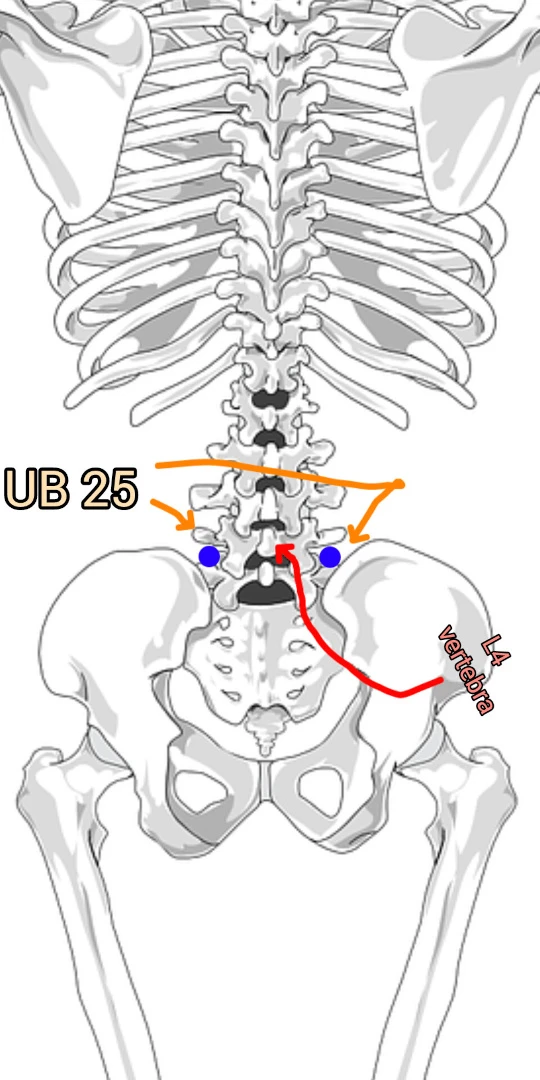 UB 25 acupoint location