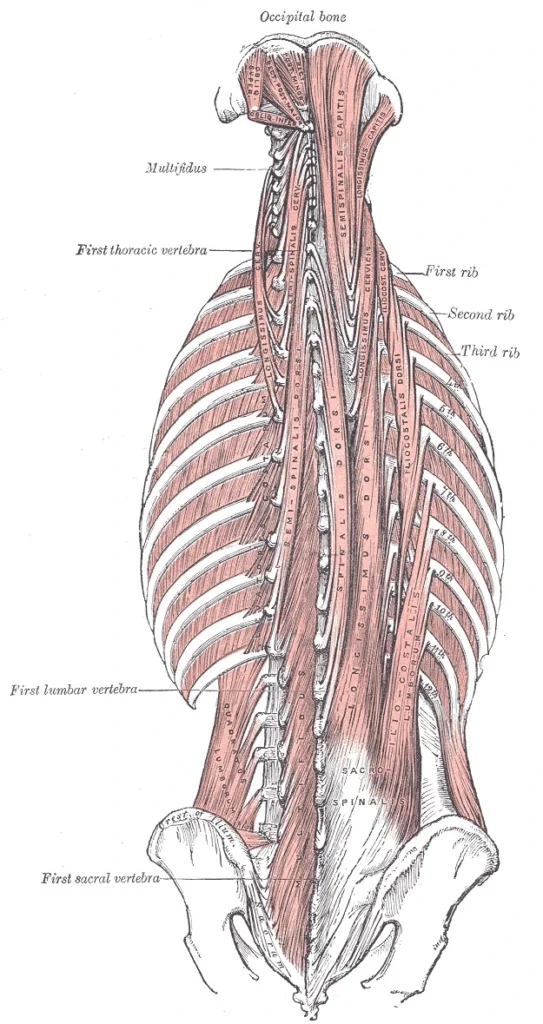 muscles of the low back deep