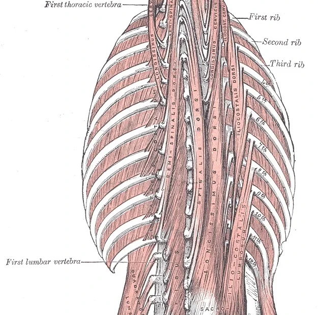 muscles of the low back deep