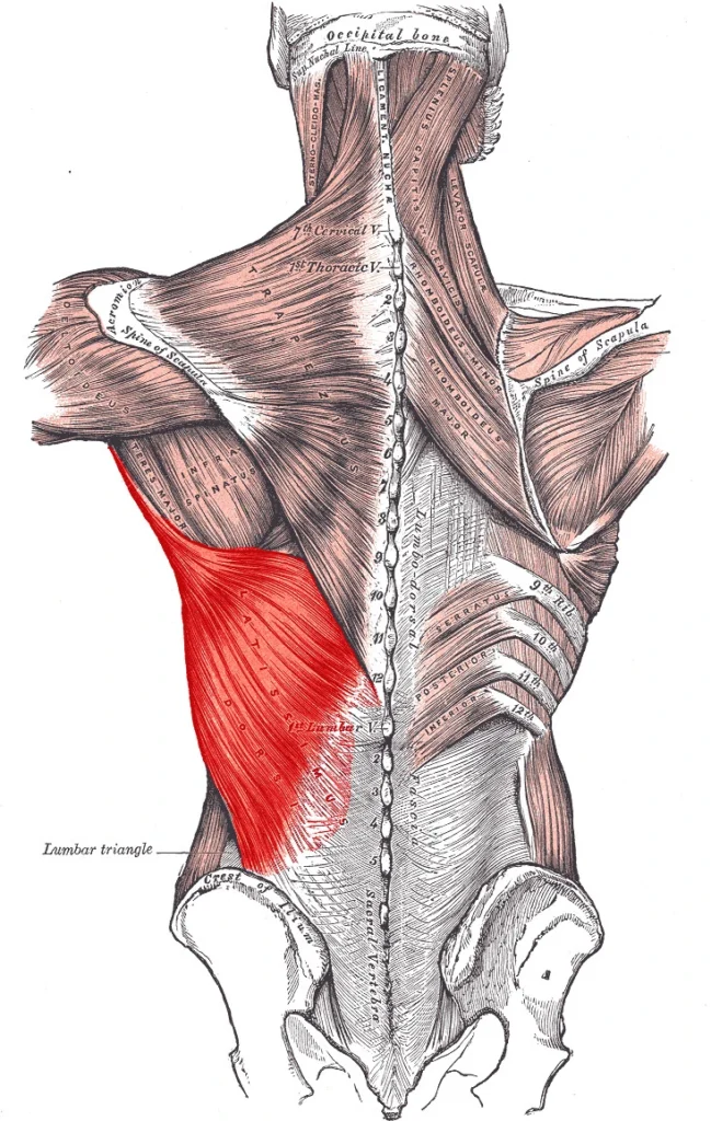 muscles of the low back lats