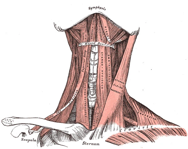 muscles of the neck anterior