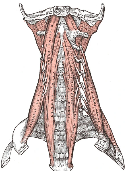 muscles of the neck scalenes