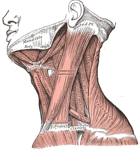 muscles of the neck sternocleidomastoid