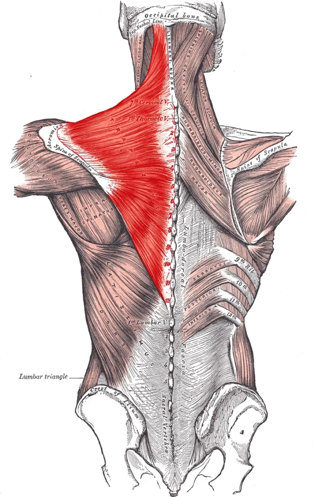 muscles of the neck trapezius