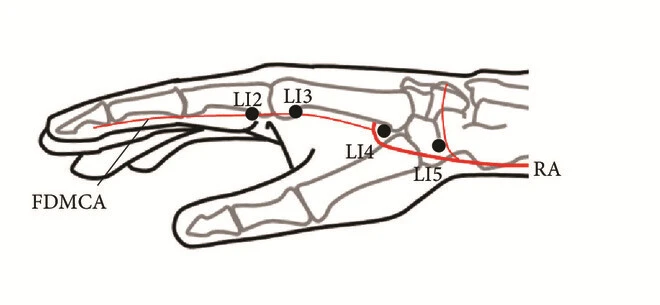 LI4 acupuncture point location