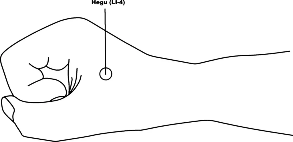 Large Intestine - LI4 - hegu location