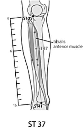 SR37 acupoint location
