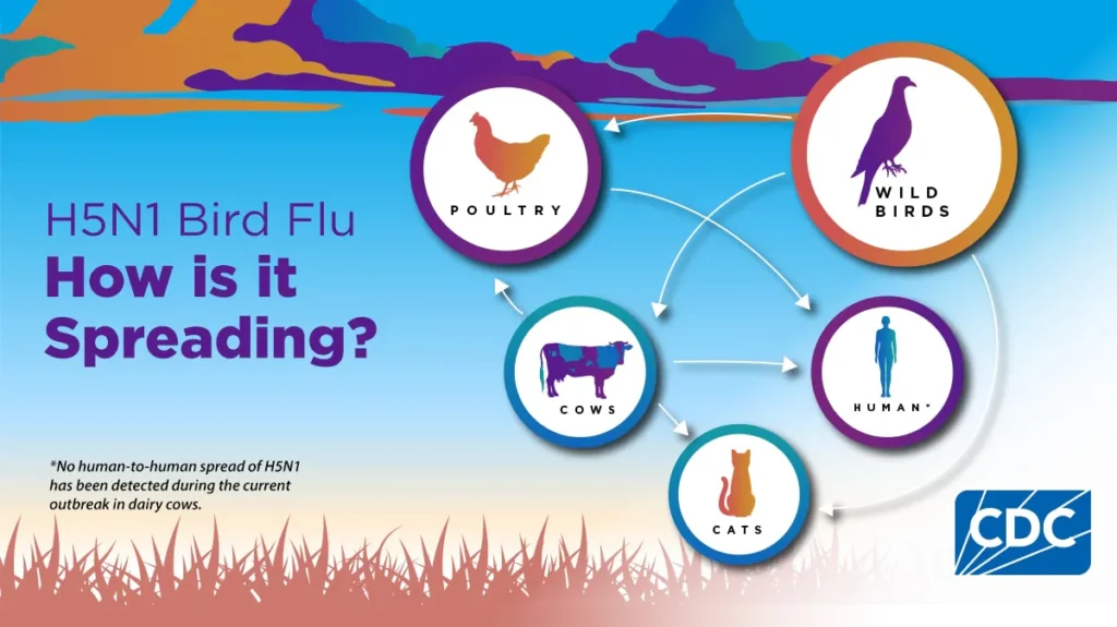 h5n1 bird flu how it spreads 