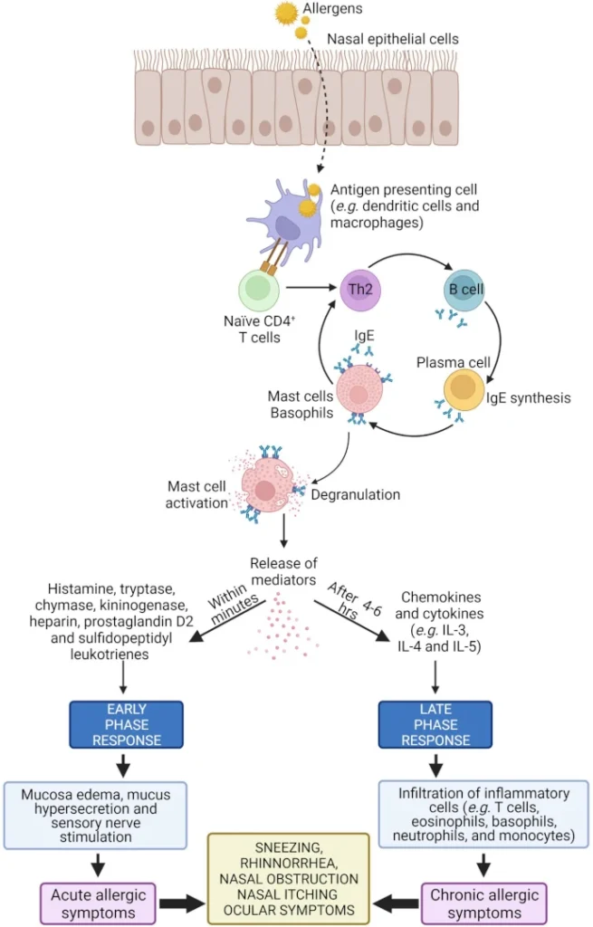 what is allergic rhinitis 1080x660