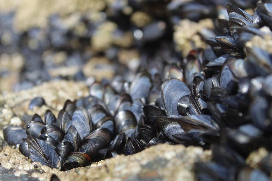 mussels california advisory 5 2025