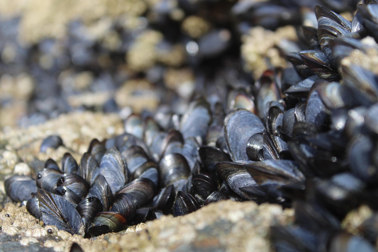 California Mussel Quarantine in Effect: What You Need to Know to Stay Safe