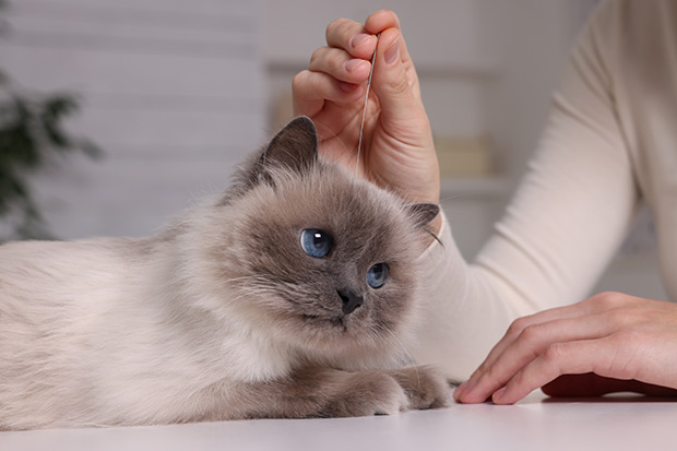 veterinary acupuncture specialties proposed